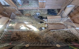 Guinea Pig rodents for sale: Little boy piggies - Image 1