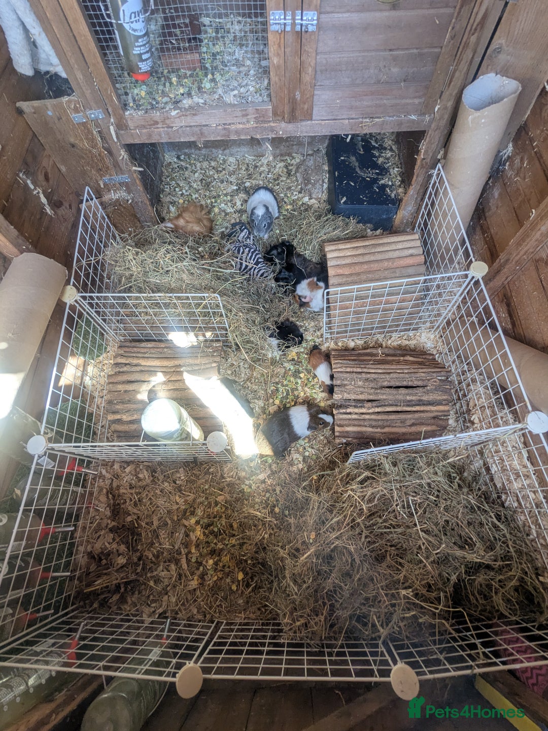 Guinea Pig rodents for sale: Little boy piggies - Image 1