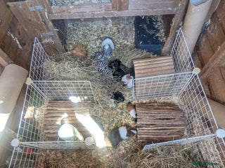 Guinea Pig rodents - Advert 25