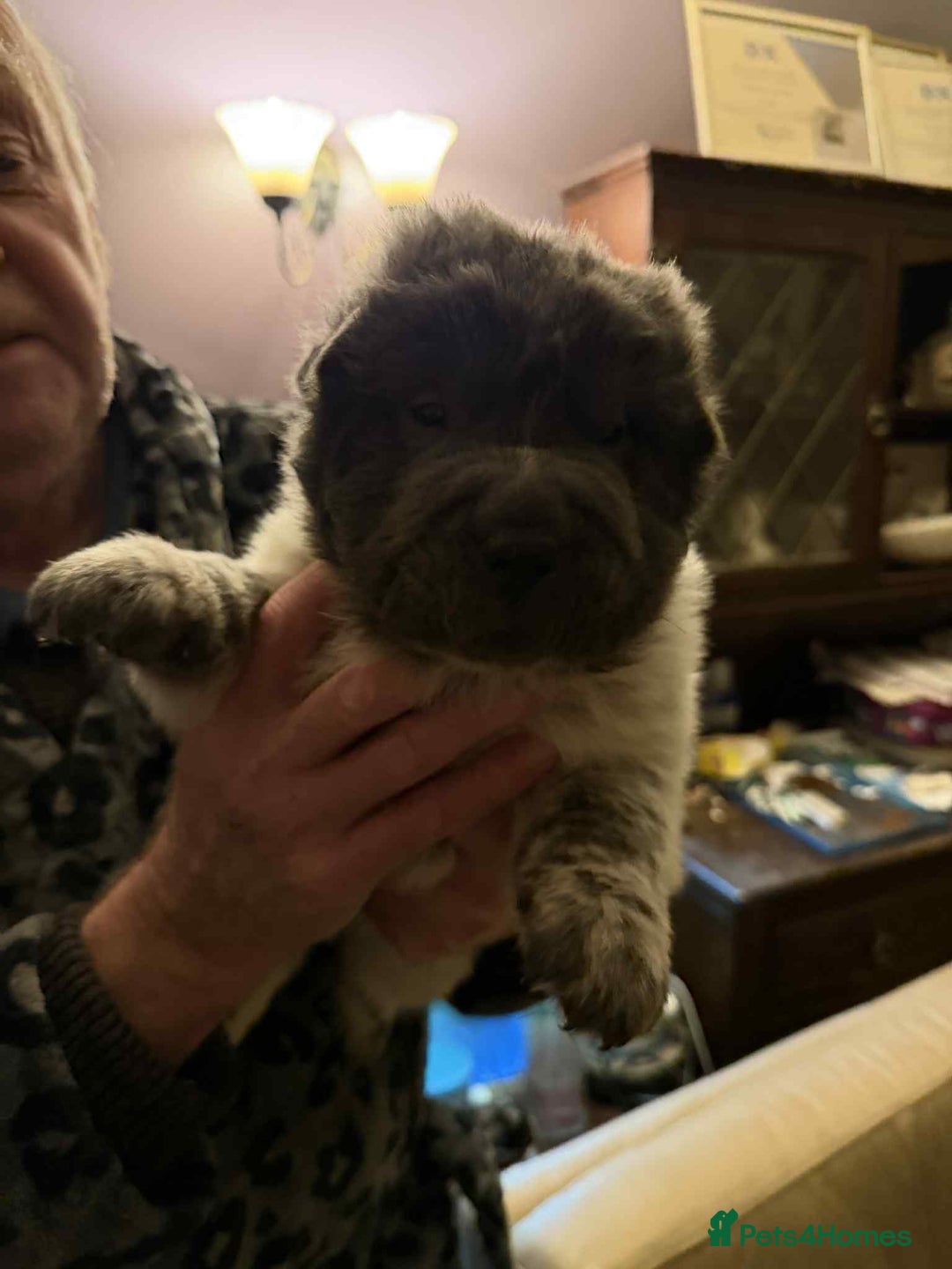 Shar Pei dogs for sale: 4 gorgeous bear coat shar pei puppies - Advert 12