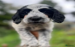 Cockapoo dogs for sale: Colourful Cockapoos 🌈 Raised Right ✨ - Image 10