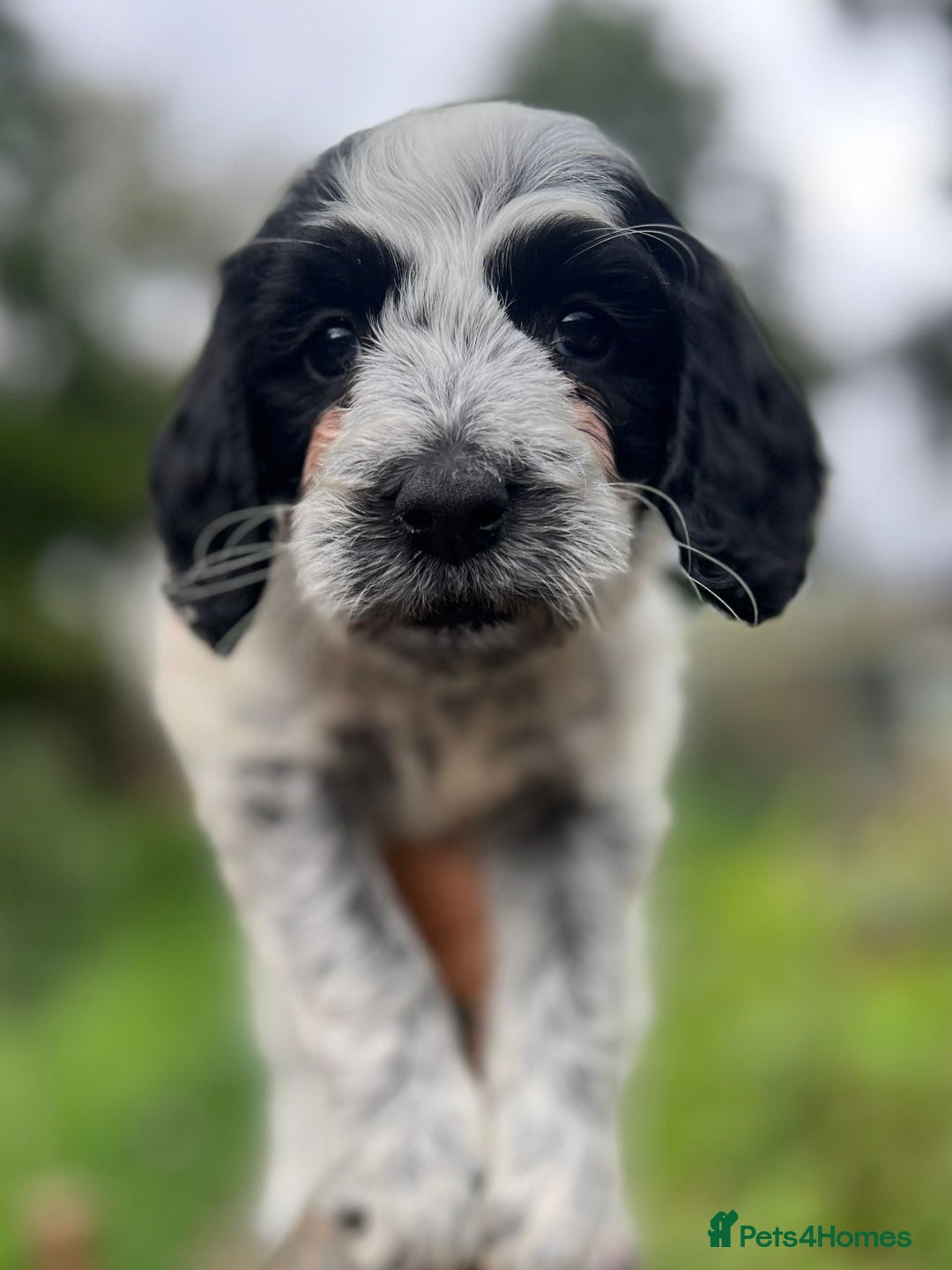 Cockapoo dogs for sale: Colourful Cockapoos 🌈 Raised Right ✨ - Image 10
