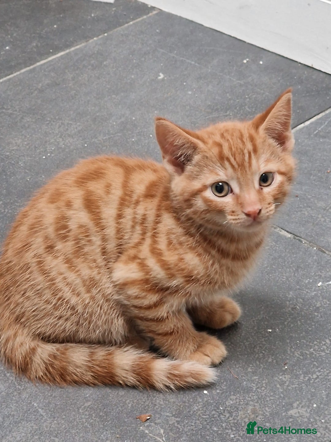 Mixed Breed cats for sale: Cute Ginger Boy ! - Advert 11