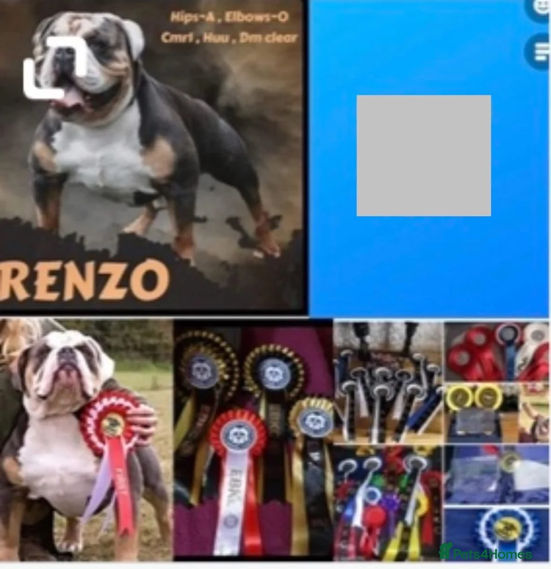 Dorset Olde Tyme Bulldogge dogs for sale: Beautiful true to the breed amazing quality🦍 in Treorchy - Advert 20