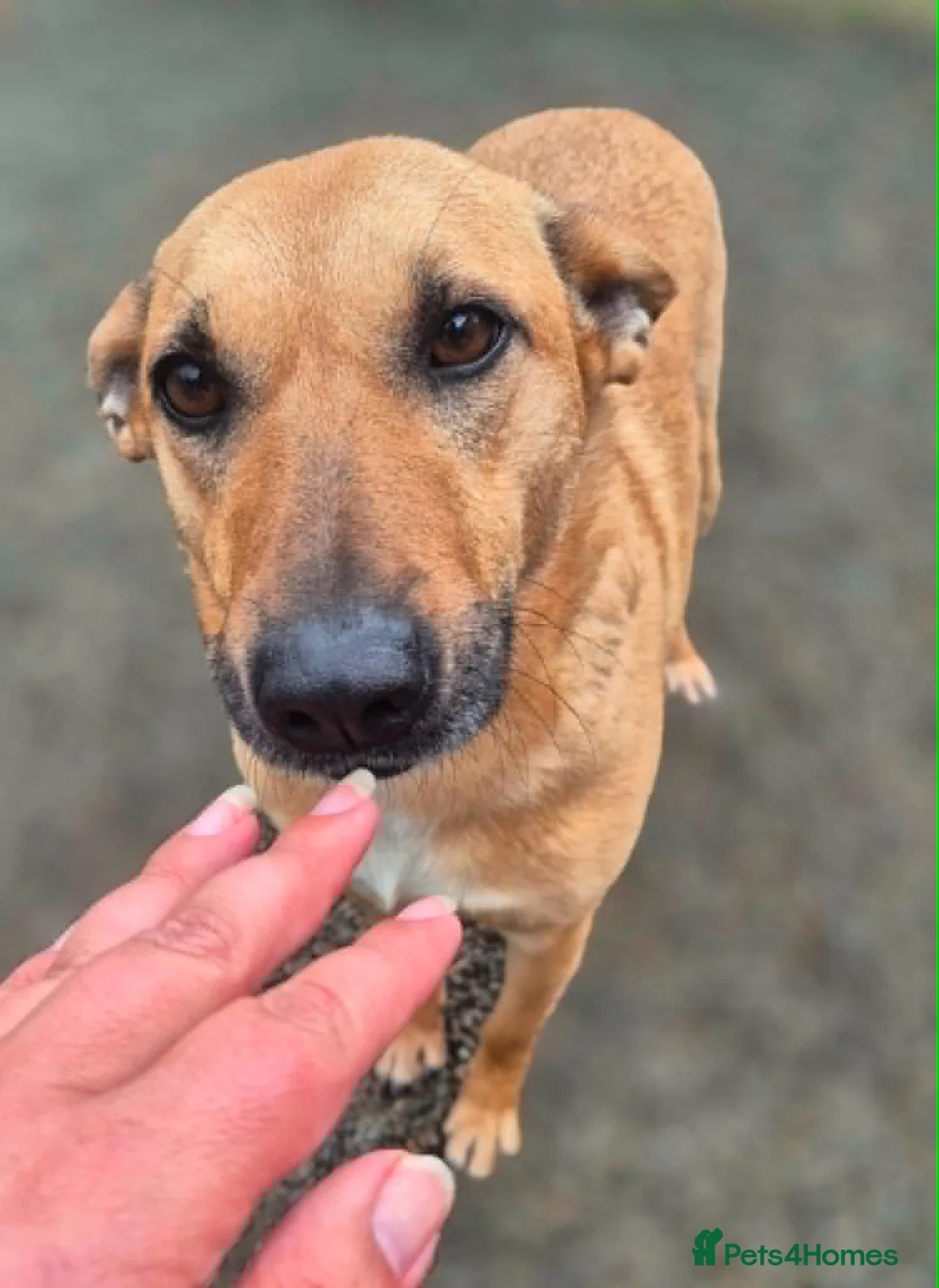 Mixed Breed dogs for adoption: Darci - In Ayr Looking for a home  - Advert 1