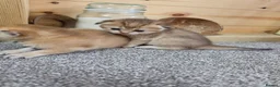 British Shorthair cats for sale: British Shorthair Golden Chinchilla Kittens - Advert 14