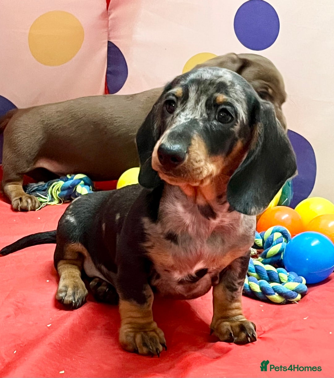 Dachshund dogs for sale: Beautiful miniature dachshund puppies  - Image 12