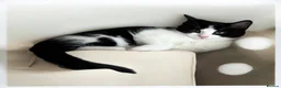 Persian cats for sale: Four gorgeous kitten for sale  - Advert 2