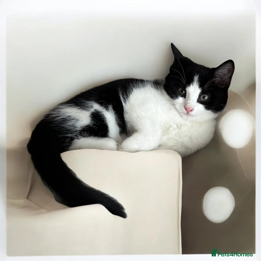 Persian cats for sale: Four gorgeous kitten for sale  - Advert 2