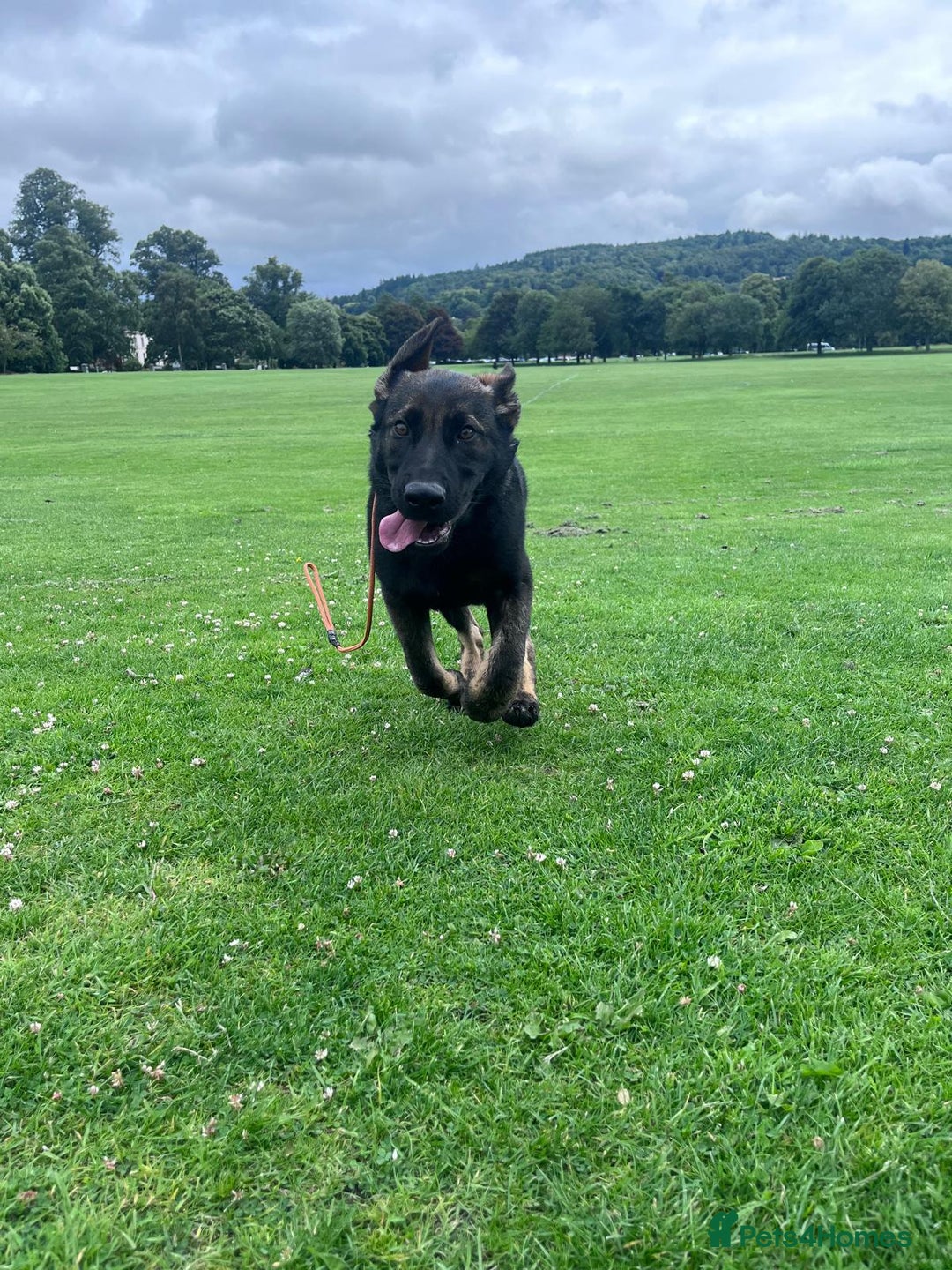 German Shepherd dogs for sale: Trained, Exceptional Working Line GSD  - Image 4