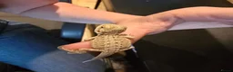 Bearded Dragon reptiles for sale: Baby Bearded Dragons  in Ashford - Advert 4