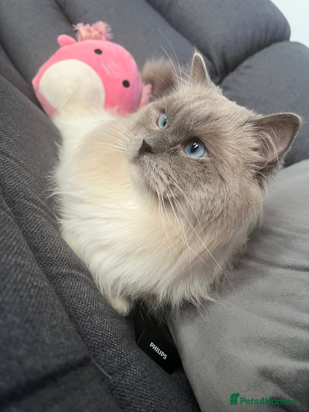 Ragdoll cats for stud: PROVEN GCCF Active Ragdoll Stud Dilute Lilac Genes in Manchester - Image 5