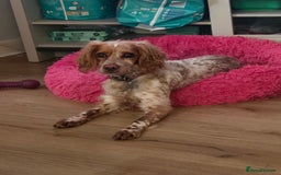 Cockapoo dogs for sale: Female cockerpoo - Image 4