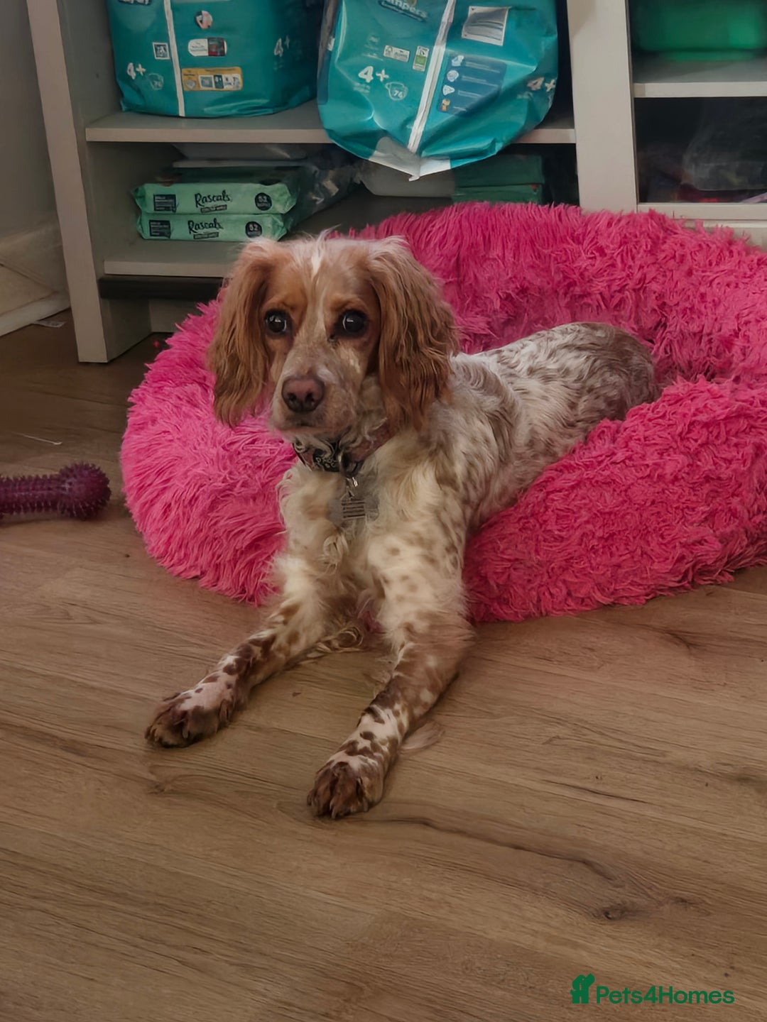 Cockapoo dogs for sale: Female cockerpoo - Image 4