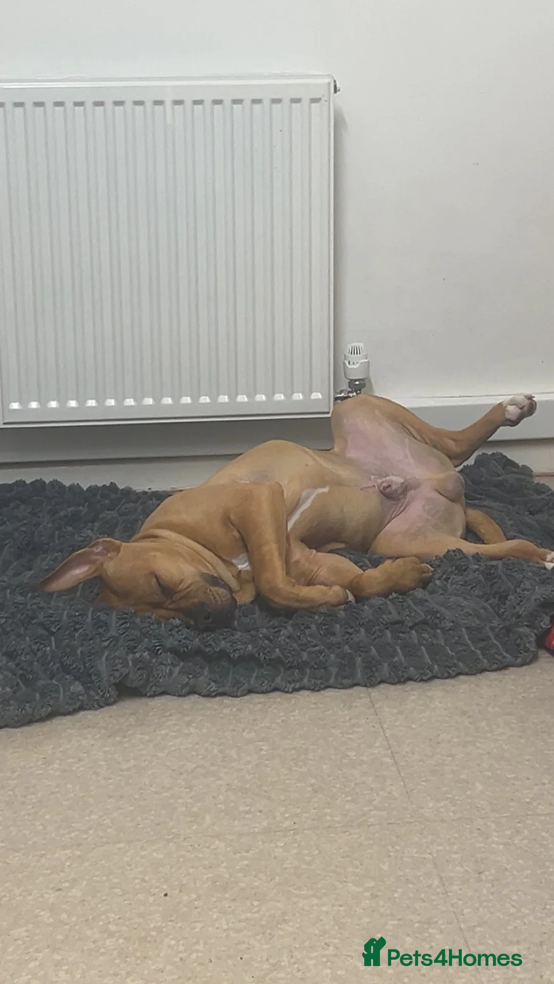 Mixed Breed dogs for sale: 9 month old male £100 in Sheffield - Advert 2