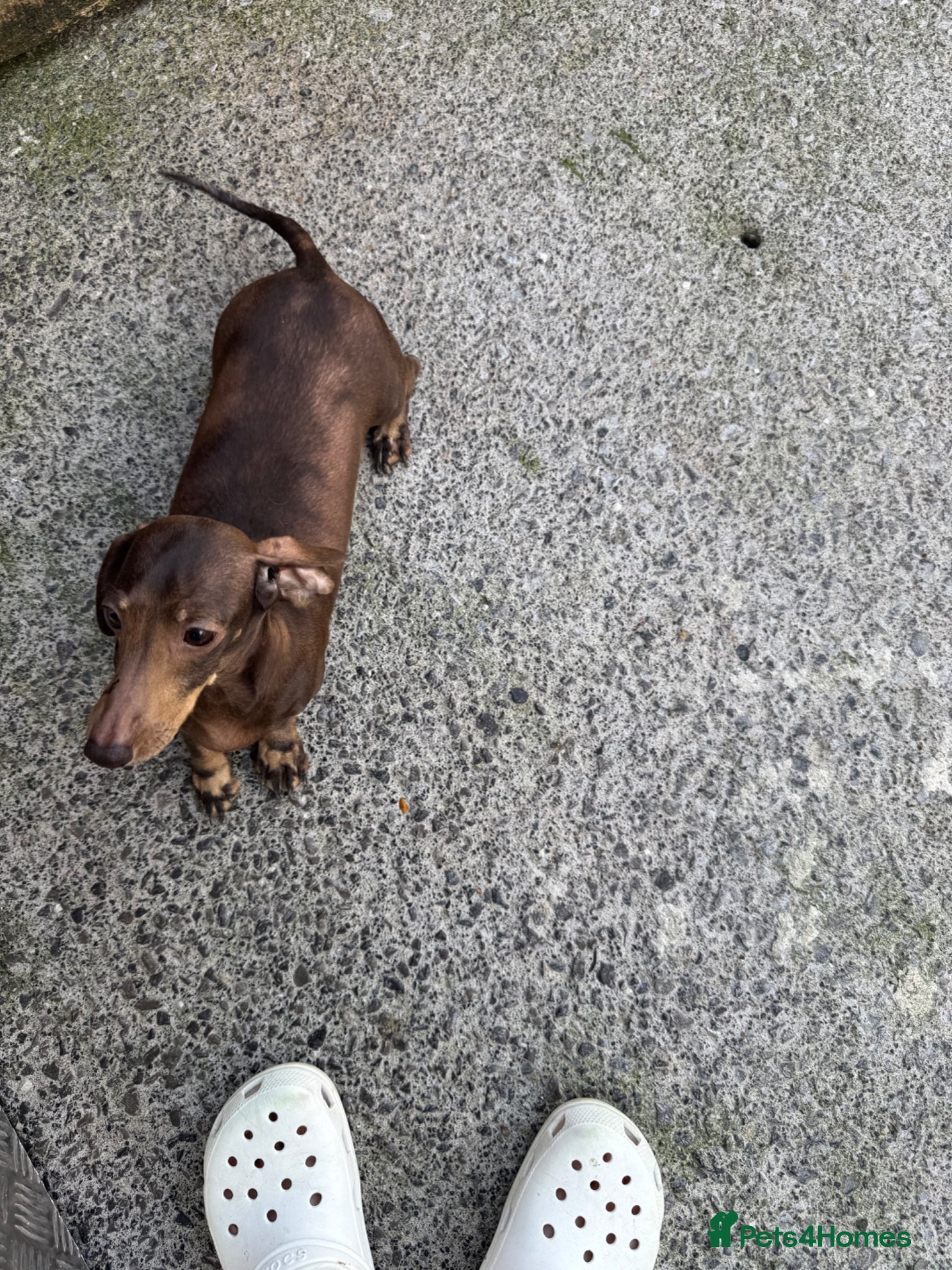 Miniature Dachshund dogs Miniature dachshunds  - Advert 2