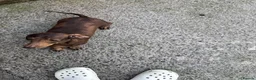Miniature Dachshund dogs for sale: Miniature dachshunds  - Advert 3