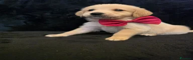 Golden Retriever Puppy 1