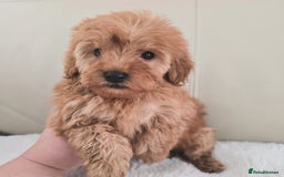 Maltipoo dogs for sale: Toy maltipoo puppies - Image 13