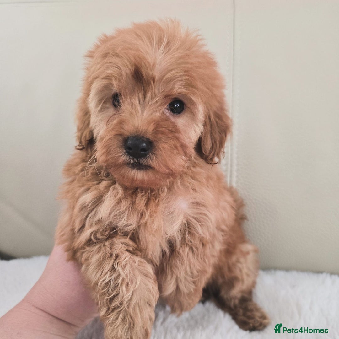 Maltipoo dogs for sale: Toy maltipoo puppies - Image 13