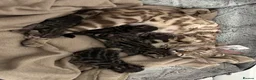Bengal cats for sale: Beautiful Bengal Kittens - Advert 14