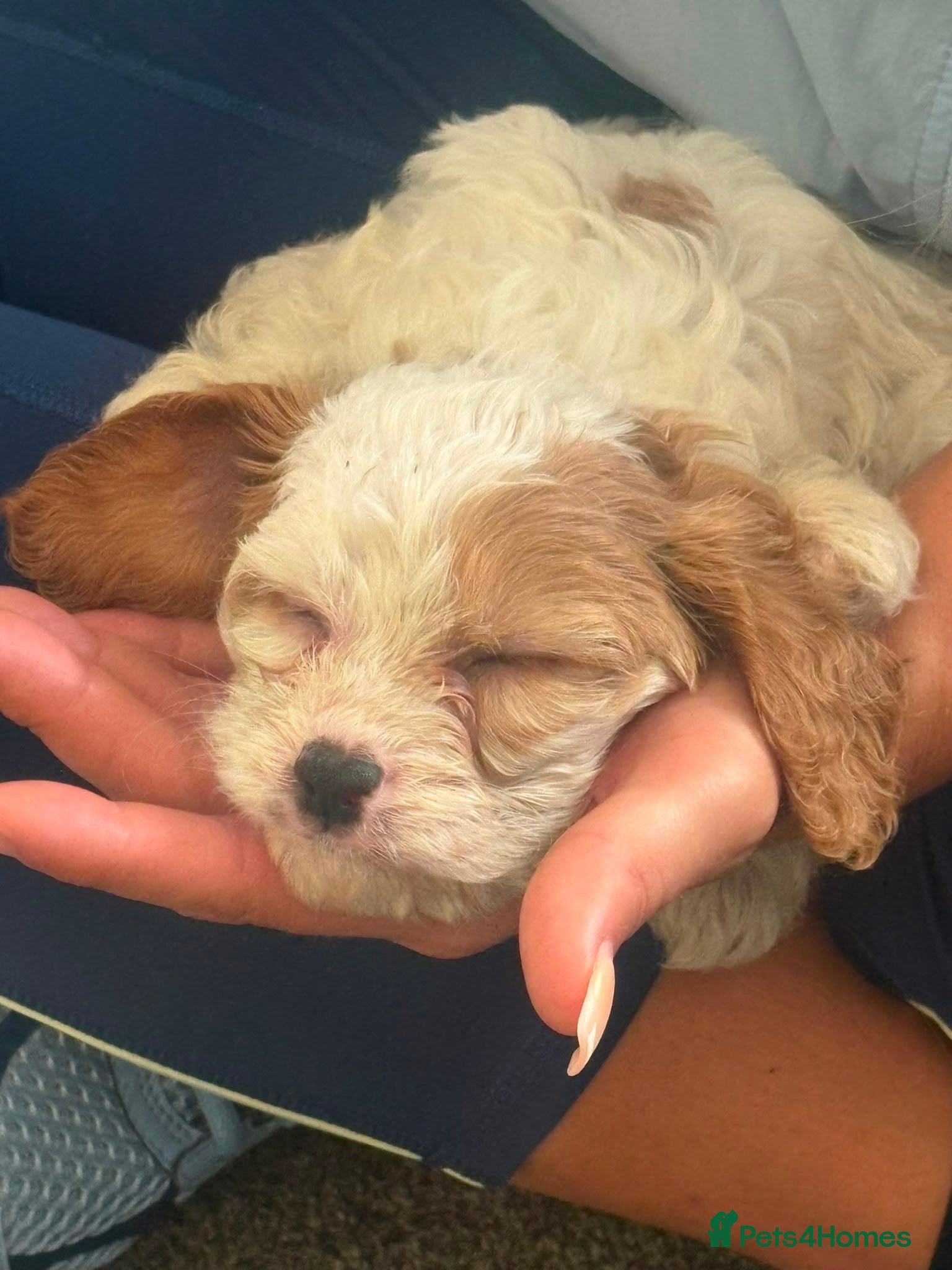 Cavapoo dogs Cavapoo Puppies - Advert 2