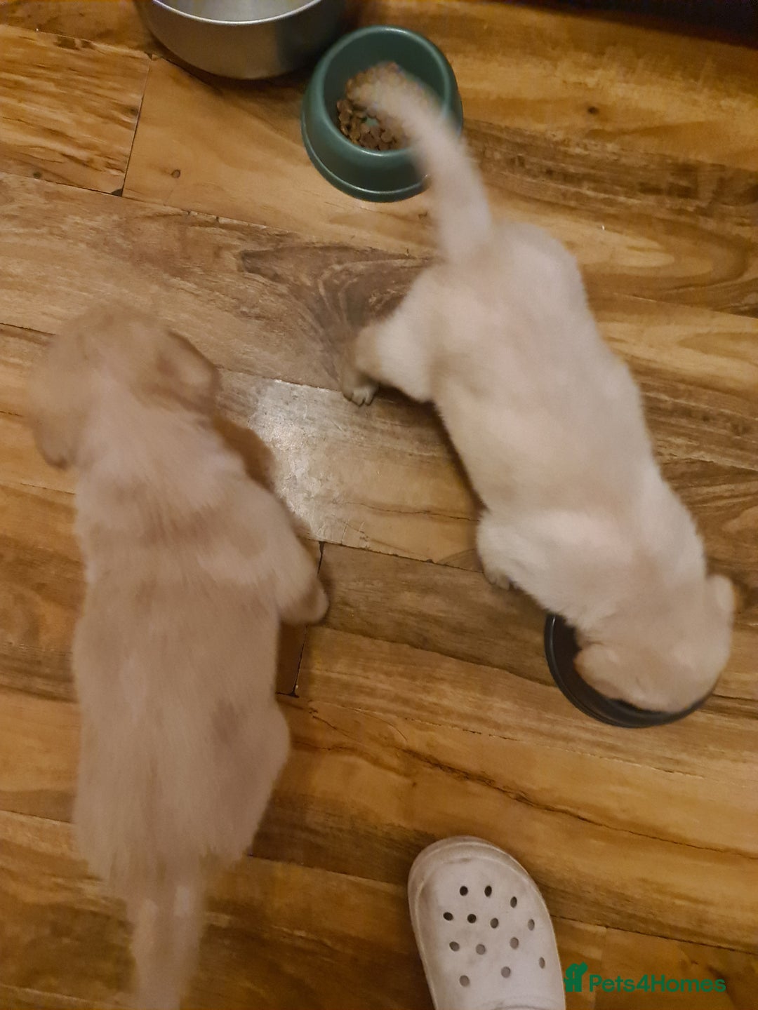 Labrador Retriever dogs for sale: Two beautiful boys - Advert 6