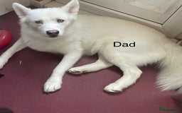 Mixed Breed dogs for sale: Husky puppies for sale - Image 3