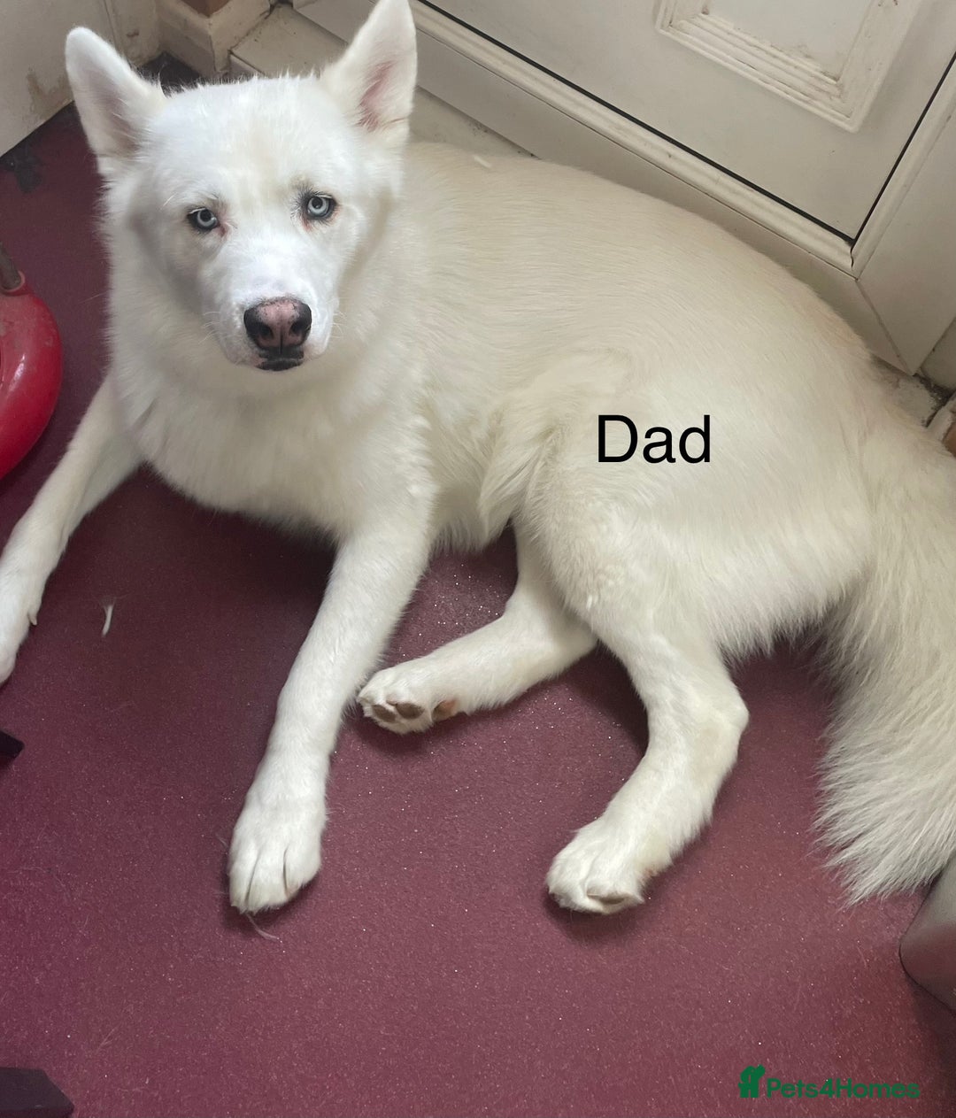Mixed Breed dogs for sale: Husky puppies for sale - Image 3