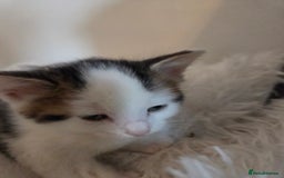 Mixed Breed cats for sale: 8 week old boy kittens available  - Advert 5