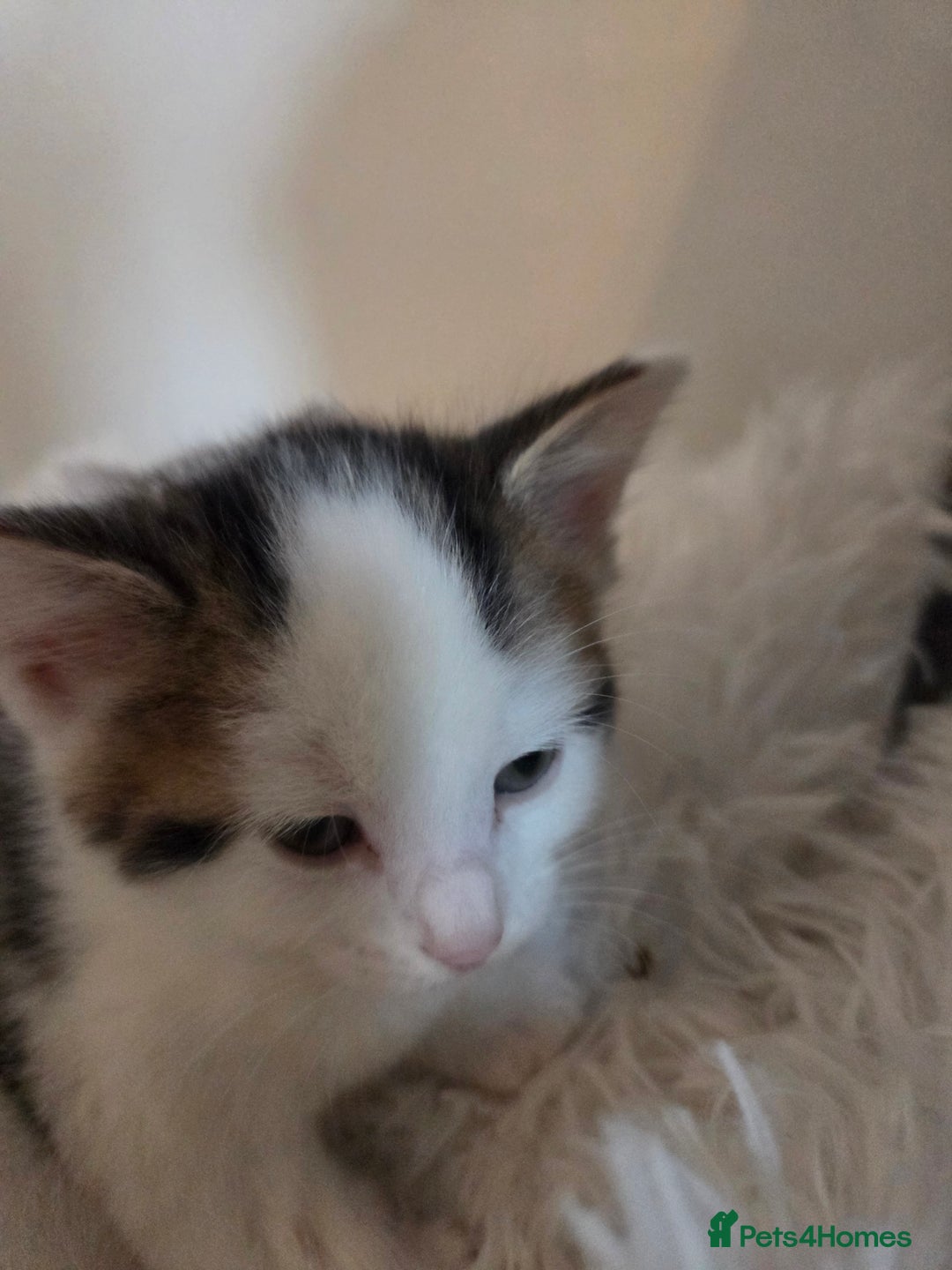 Mixed Breed cats for sale: 8 week old boy kittens available  - Advert 5