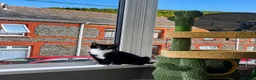 British Shorthair cats for sale: British Short Hair mix kittens  in Abertillery - Advert 2