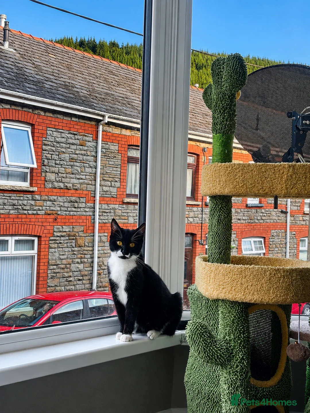 British Shorthair cats for sale: British Short Hair mix kittens  in Abertillery - Advert 2