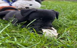 Mixed Breed dogs for sale: Bedlington x whippet puppies  - Image 1