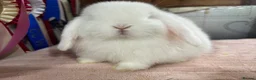 Mini Lop rabbits for sale: Baby mini lop bucks - Advert 5