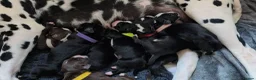 Mixed Breed dogs for sale: Cockermatian (Dalmatian x Working Cocker Spaniel) - Advert 12