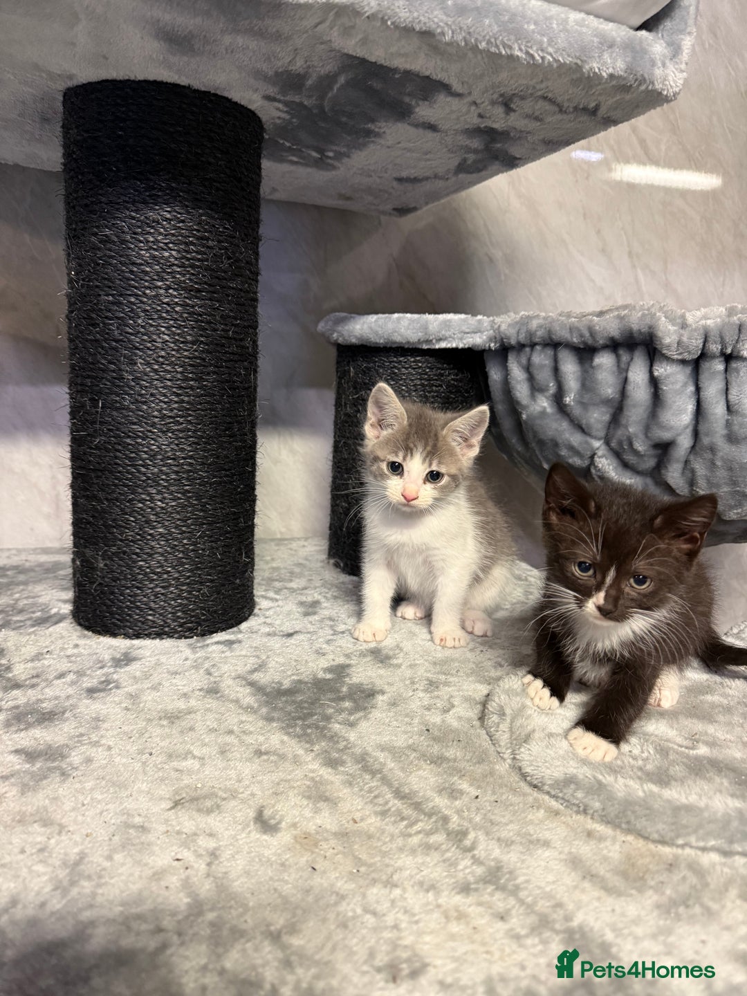 Ragdoll cats for sale: Half Ragdoll Kittens - Advert 8