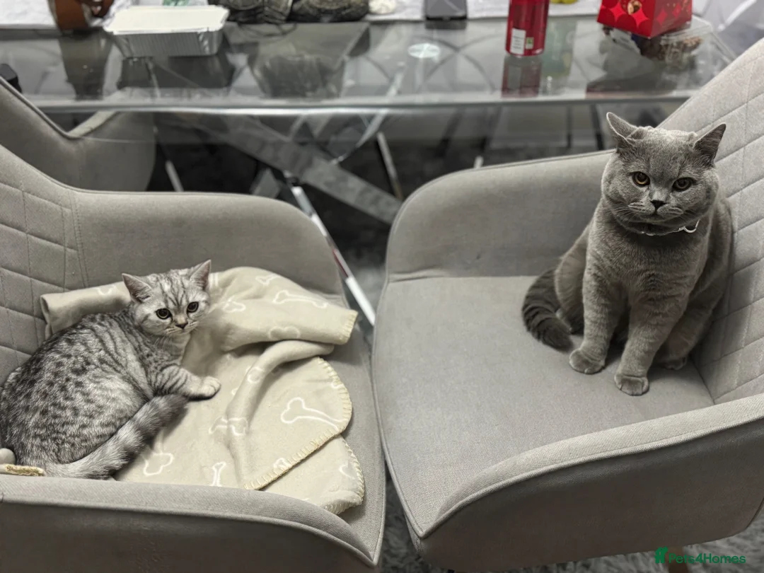British Shorthair cats for sale: BEAUTIFUL BRITISH SHORTHAIR KITTENS  in London - Advert 5