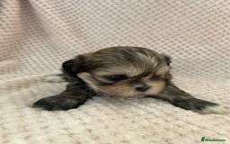 Mixed Breed dogs for sale: Lhasa apso cross shihtzu puppies. - Advert 21