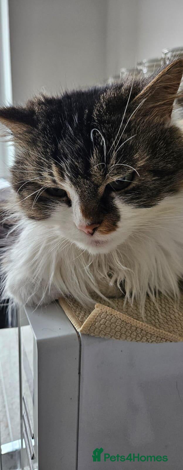 Mixed Breed cats Gizmo is looking for forever home - Advert 3