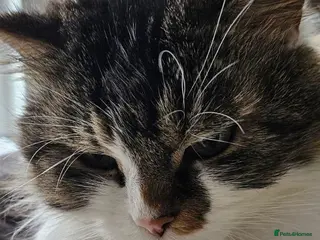 Mixed Breed cats Gizmo is looking for forever home - Advert 3