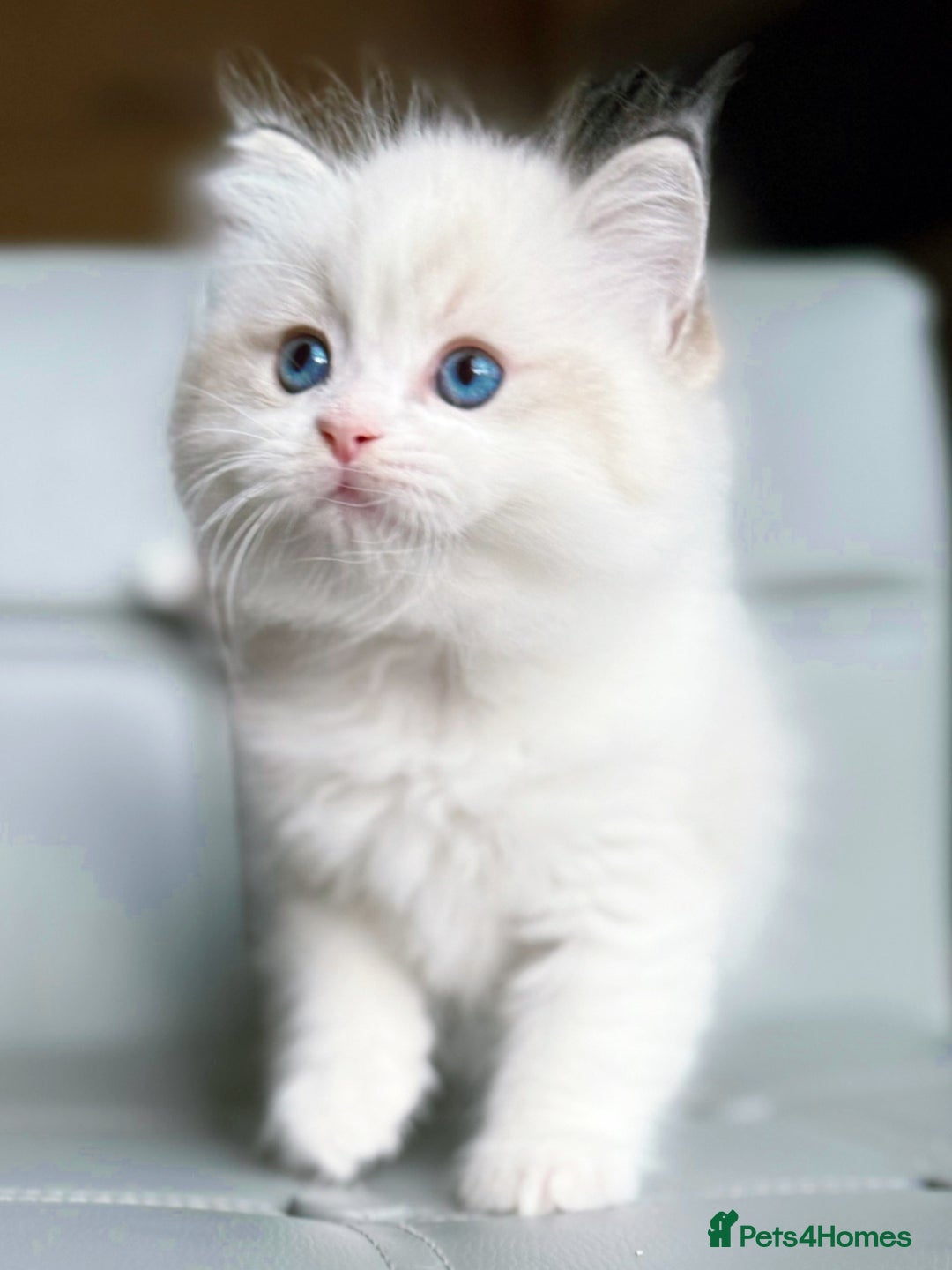 Ragdoll cats for sale: DNA Tested Ragdoll Kitten 1 Male Available  - Advert 8