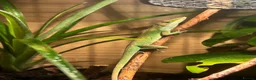 Anole reptiles for sale: Female green tree anole  - Advert 2