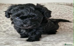 Mixed Breed dogs for sale: Mikipoos  - Image 9