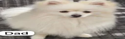 Pomeranian dogs for sale: Beautiful Pomeranian puppies - Advert 10