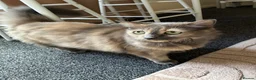 Mixed Breed cats for sale: My gorgeous 11 year old Patchy (female) cat - Advert 7