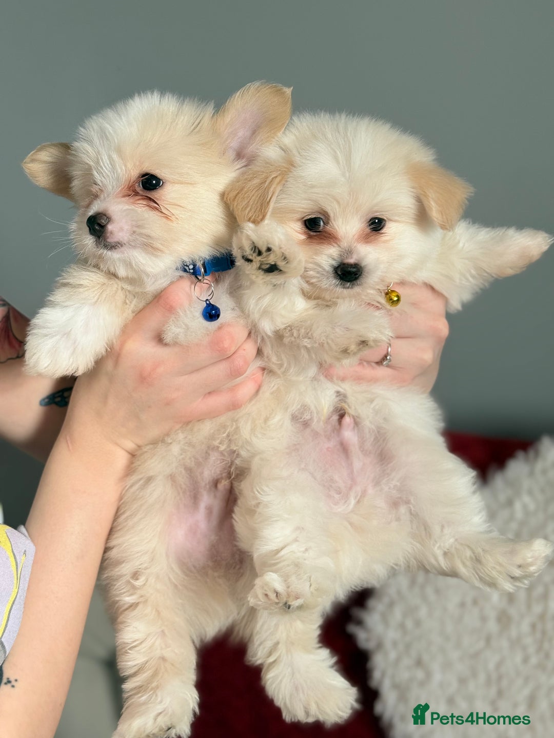 Maltese dogs for sale: Maltese x Pomeranian  - Advert 4