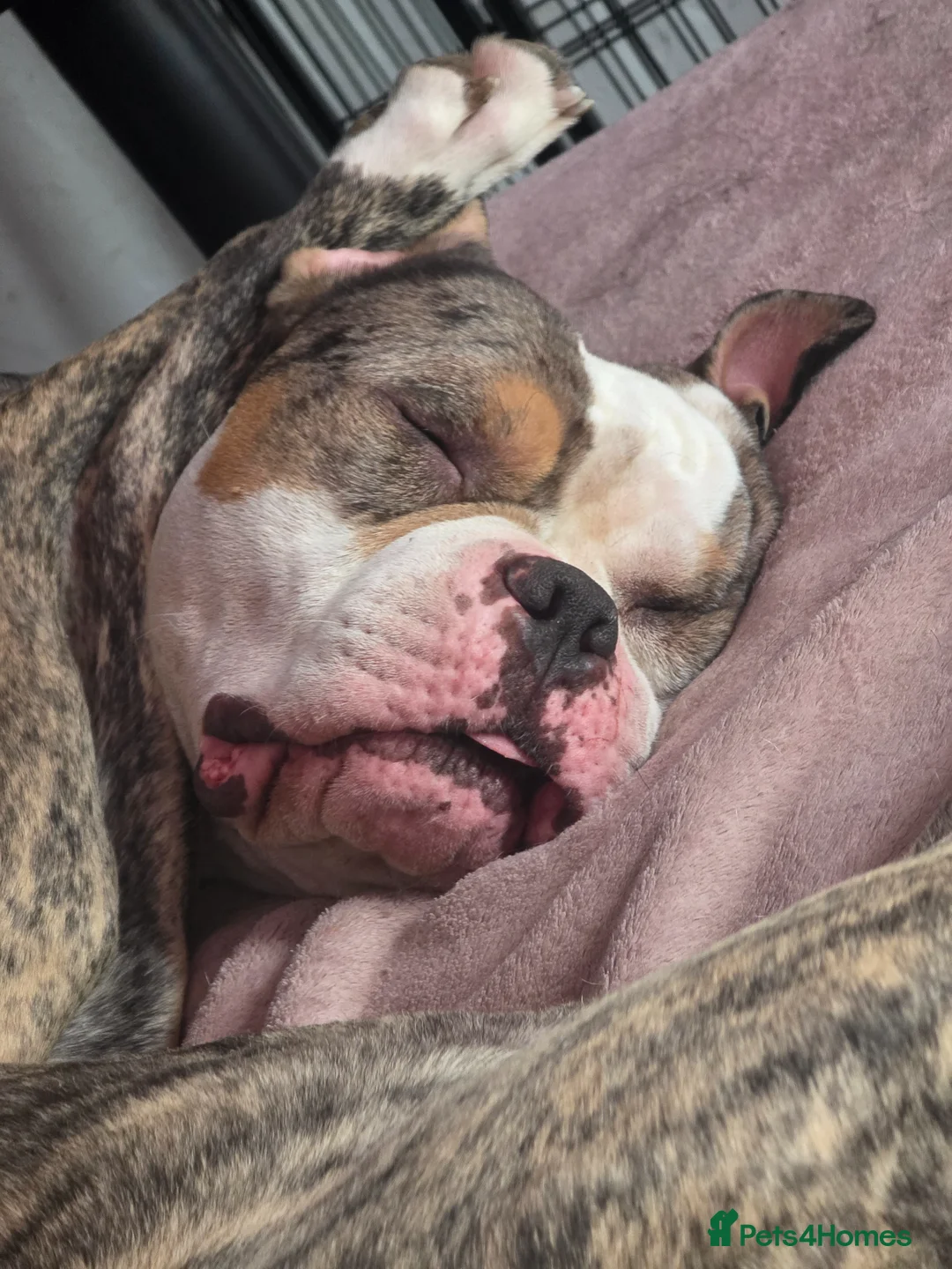 American Bully dogs for sale: Drako the pocket bully in Lincoln - Advert 2