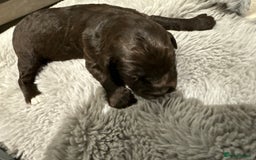 Cockapoo dogs for sale: Miniature f1 Cockapoos puppies - Advert 31