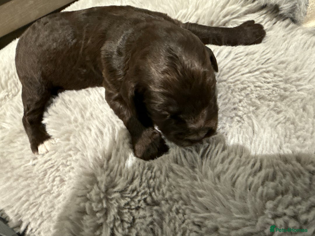 Cockapoo dogs for sale: Miniature f1 Cockapoos puppies - Advert 31